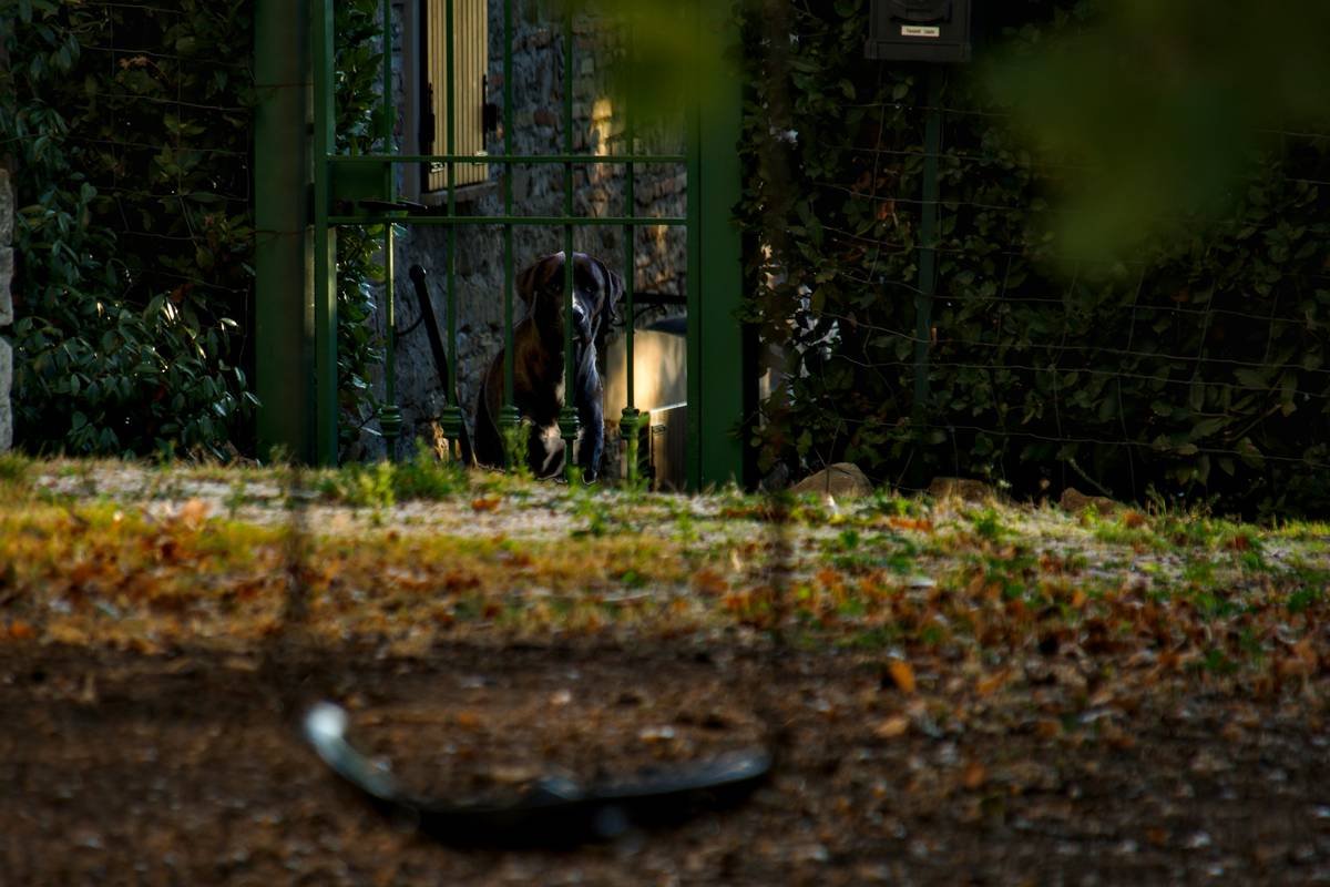 A dog stands near a light in a yard.