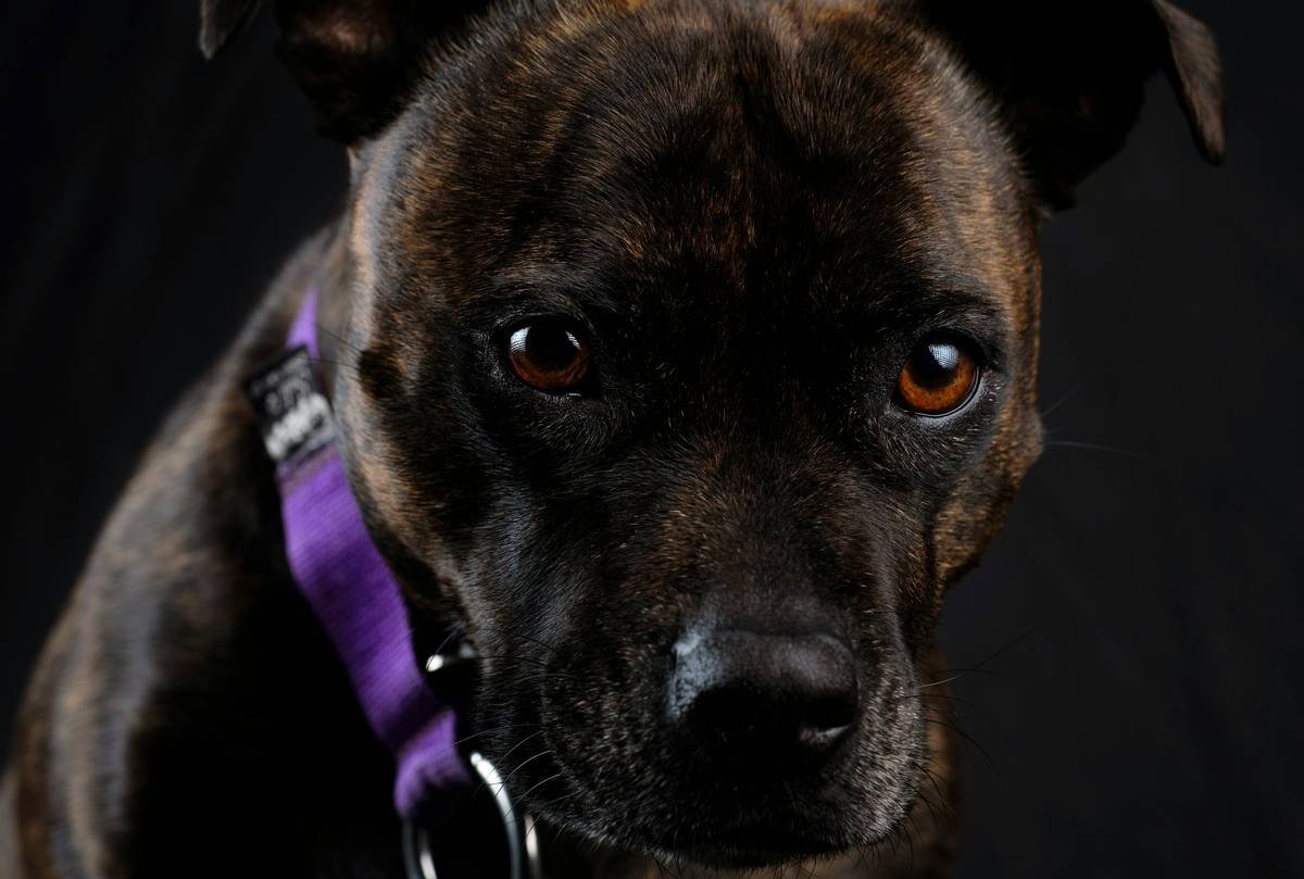 a dog with a purple collar