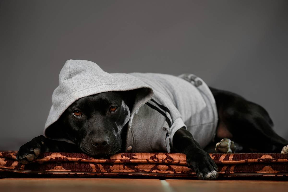 black short coated dog lying on white textile